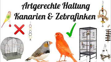 Was dürfen Kanarienvogel für Obst essen?