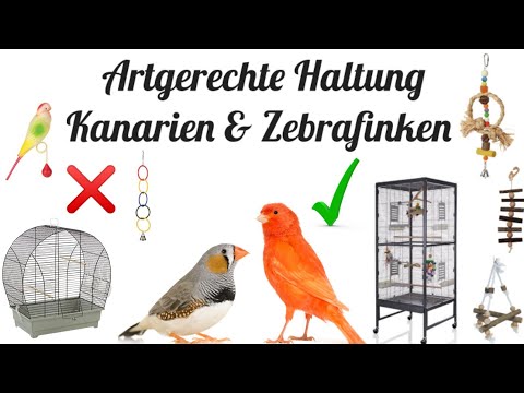 Video: 3 Möglichkeiten, mehrere Kanarienvögel zu halten