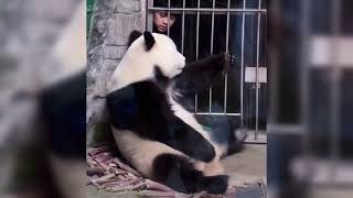 Massage Time #panda #cute #xiaobaitian #beijingzoo #pandananny #caretakers #fypシ