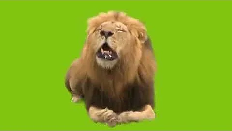 اسد جالس تحت تاتبر خلفية خضراء تحميل Download Mp4 Mp3