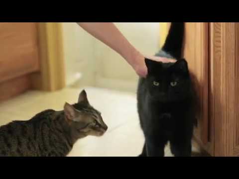 FELIWAY Friends 3 Recharges - vidéo 1