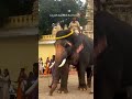 ಬನ್ನಿ ಆನೆ ನೋಡೋಕೆ ಹೋಗೋಣಿ# nammamysuru #mysore#mysorepalace# kannadasongs #travel #mysore