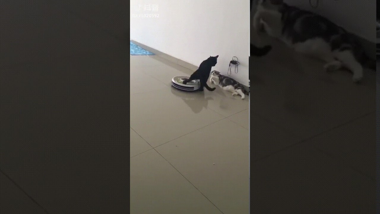 Cats with a Roomba YouTube
