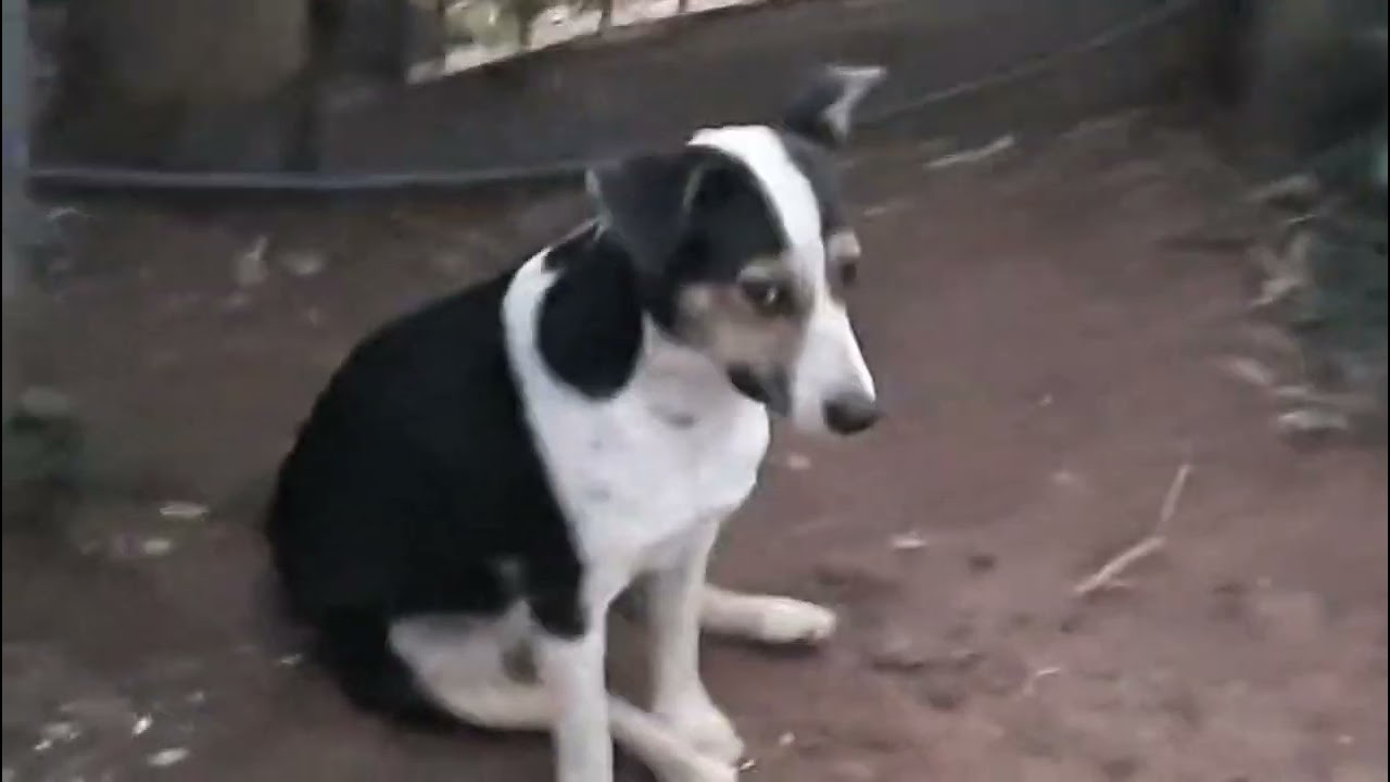 @CidinhaBoiadeira Apresentando meus cachorros #fazenda #beleza #boiadeira #cachorros