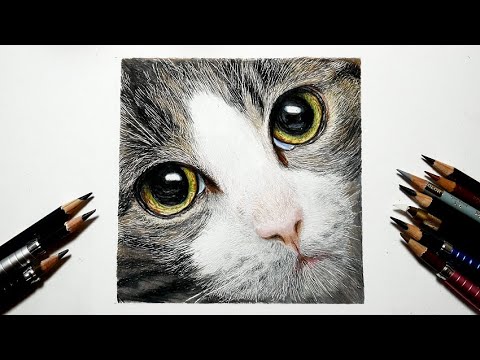 色鉛筆画 猫を描いてみた リアルな絵 Realistic Colored Pencil Drawing Of A Cat S Face Youtube