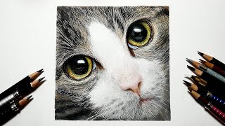 色鉛筆画 猫を描いてみた リアルな絵 Realistic Colored Pencil Drawing Of A Cat S Face Youtube