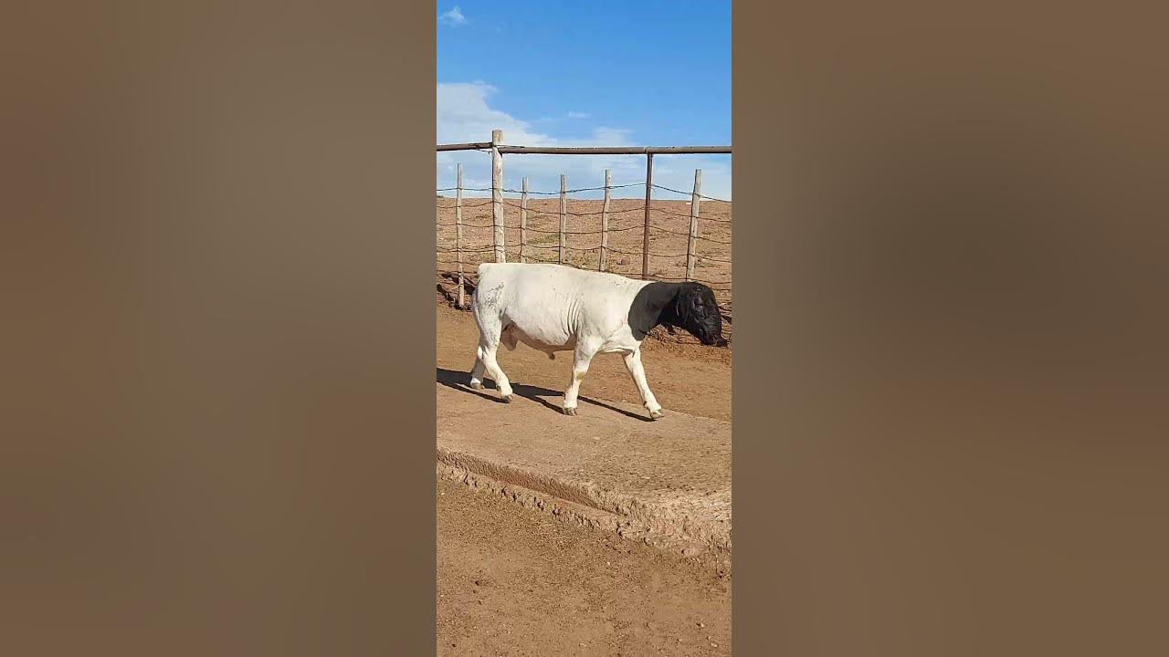 Молодые бараны Дорпера /6-8 месяцев/Микки Филлипс и Сын Дорперы ЮАР 🇿🇦 ...