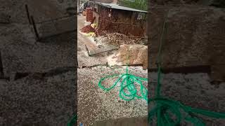 #barish ke sath ollee #trending #enjoy #yt short