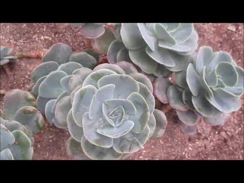 Vidéo: Le pavillon des papillons du jardin botanique du désert à Phoenix