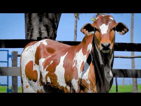 Lote 09   ESPLENDOR FIV LUC 2L   PRI 4377 zap