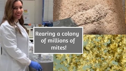 Rearing a Laboratory Colony of Acari