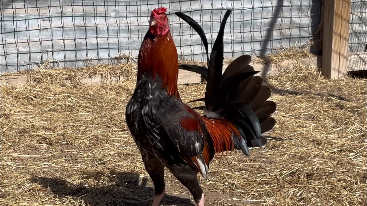 Gary Gilliam Roundhead