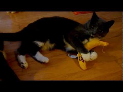 Best Cat Toy - Catnip Bananas