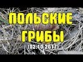 Собираем польские грибы. Разведка в сосновом лесу (02.10.2017)
