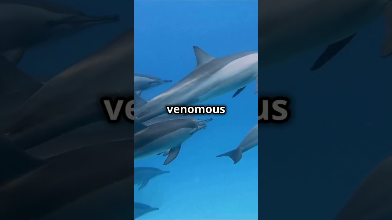 Top 5 Cutest but Surprisingly Dangerous Animals! 🐾⚠️