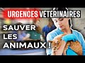 Urgences vtrinaires  sauver les animaux 