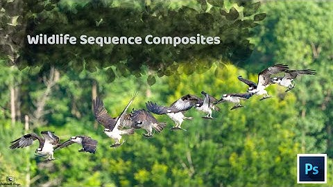 Wildlife Sequence Composites || Tutorial || Photoshop