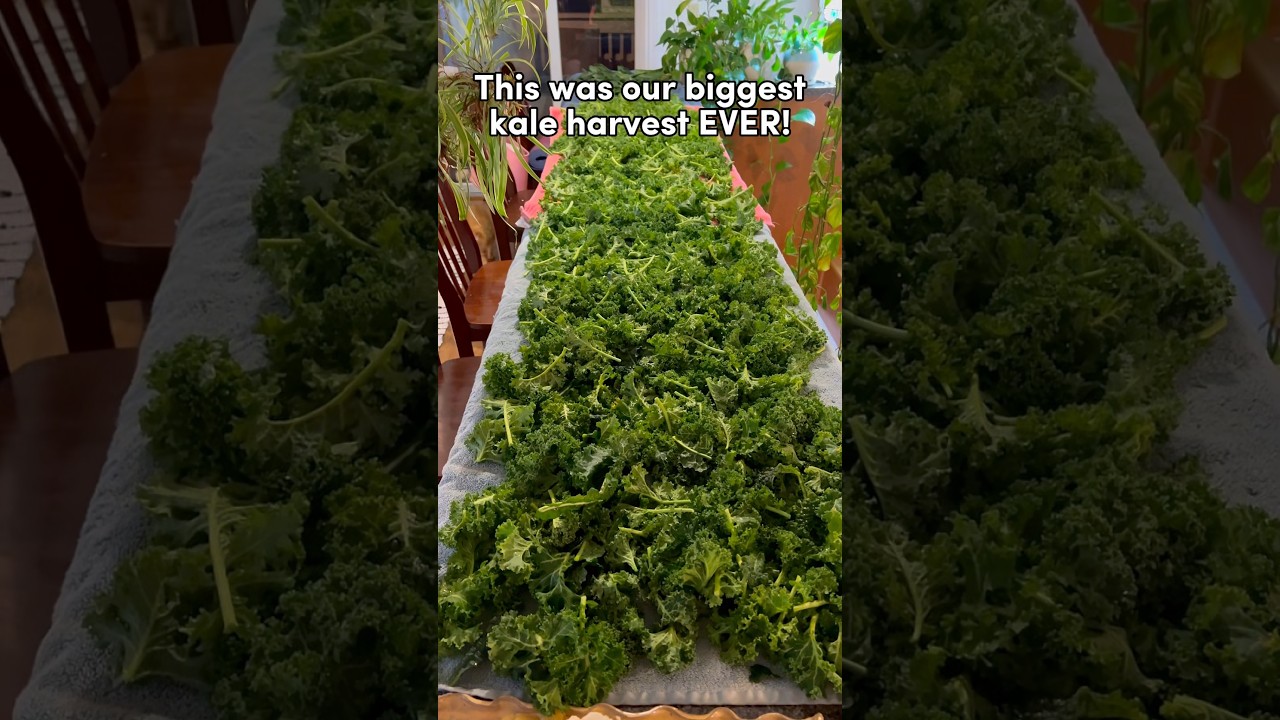 We grew TOO MUCH kale!!🥬😱 This is how we’ll store it…