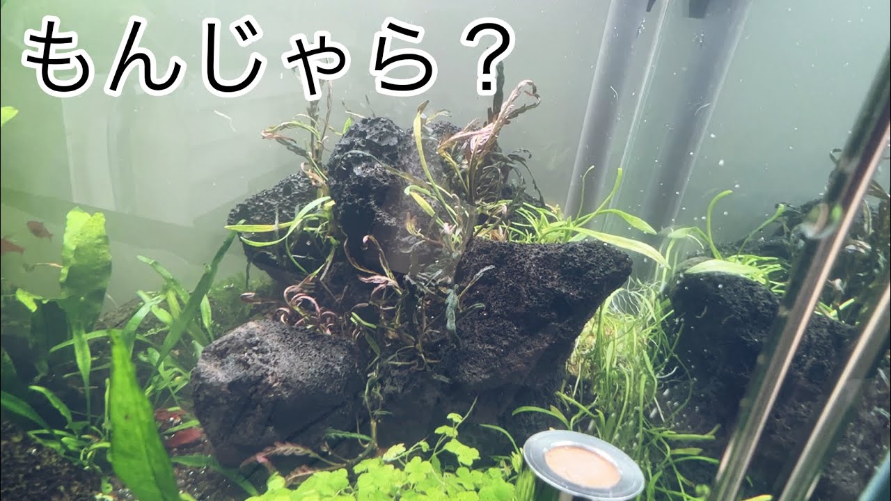 ADAのピンナティフィダ×溶岩石レイアウトを目指した結果 水草