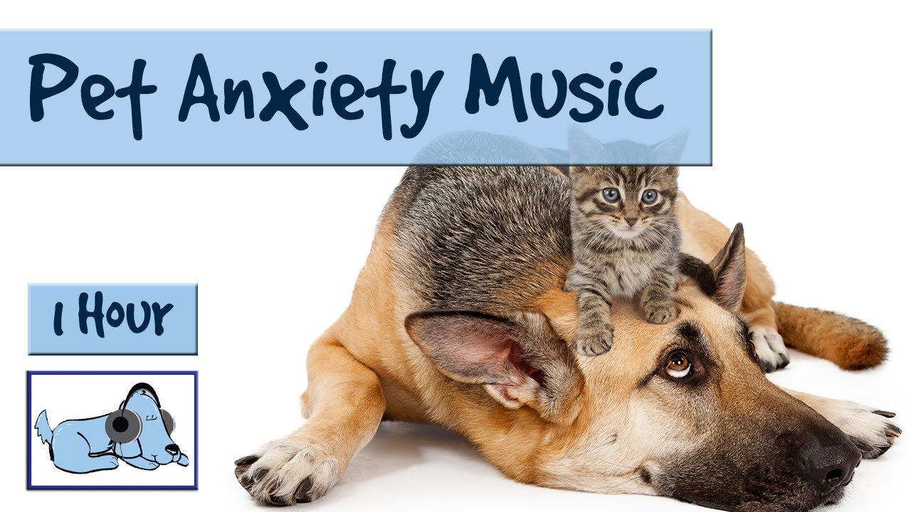 dog anxiety music youtube