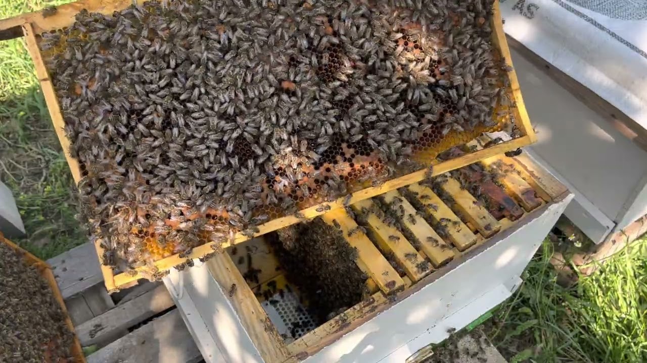 Bal için Temizlik Yaptık Bölüm- 3 #arı #arıcılık #oğul #alma #bal #bey #karakovan