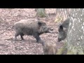 Wildschwein Streit :: 04.03.2016 :: Wildpark Fasanerie Klein Auheim