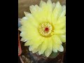 Notocactus ottonis. #cactus #ukraine #nature #flowers #garden #plants #succulent🇺🇦