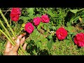 🔴 Infalível! Como fazer mudas de #ROSAS com SUCESSO Através do GALHO ☆SUPER FÁCIL☆