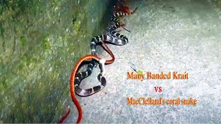 Cạp Nia Choáng Váng Trước Nọc Độc Của Con Mồi