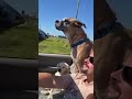 Max and Matt Beck out cruising in Palmetto, Florida. 2023 #bradenton #palmettoflorida #dog #dogs