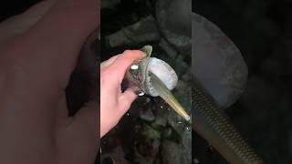 Walleye Fishing at Night With Jerkbaits
