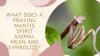 What Does a Praying Mantis Spirit Animal Mean and Symbolize