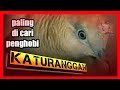 Download Lagu 15 perkutut katuranggan lengkap CIRI CIRI dan MITOSnya