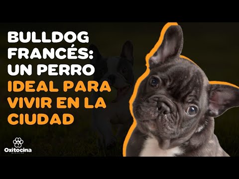 Video: 9 datos divertidos que no sabías sobre los Bulldogs