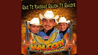 Video thumbnail of "Trio Halcon Huasteco - Belleza De Cantina"