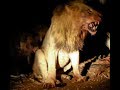 Hyenas Bite Male Lion By His Tail - Incredible Battle for Survival