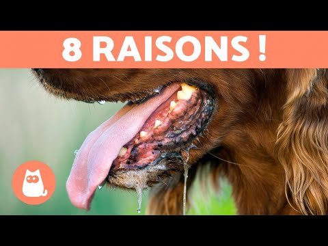 Vidéo: Comment obtenir de la cire hors des poils de chien