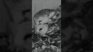 غزو صادم… النحل يطرد البومة من بيتها!