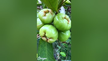 Mận Xanh Đường Sóc Trăng #shorts