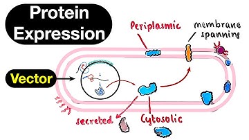 Protein Expression Vectors - Expression Host and Recombinant Proteins [Part 1]