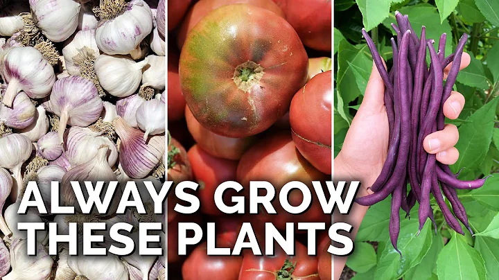 9 Plants You Should ALWAYS Grow - DayDayNews