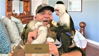 Baby Gracie and Lillian Get a Lil' Giggles Surprise! | Capuchin Monkey | Pet Monkey