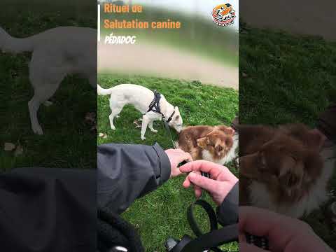 Réapprendre le reniflement, clé d’une communication canine apaisée 🐶