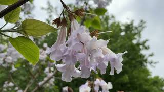 Foxglove tree - flowers - April 2026