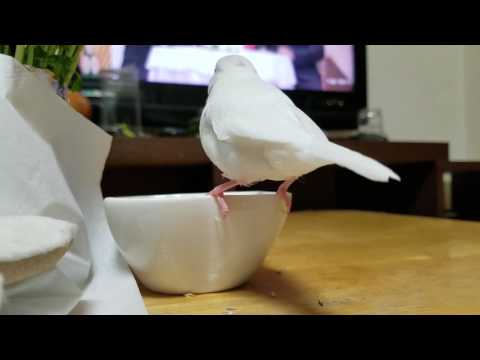 テレビ見ながらご飯を食べてる文鳥☆【文鳥/ハク】