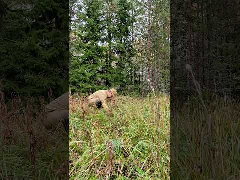 Видео: Посадка Лиственниц в лесу на Вотчине от семьи Мачневых. 2️⃣0️⃣2️⃣3️⃣ #мачнев_сергей_юрьевич