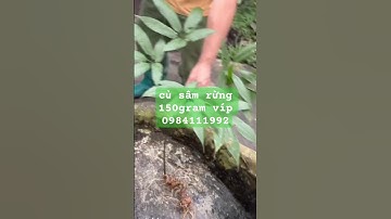 Củ sâm rừng vip 150gram 0984.111,992 #sâm_ngọc_linh_rừng #sâm_ngọc_linh_rừng #sâm_ngọc_linh_rừng