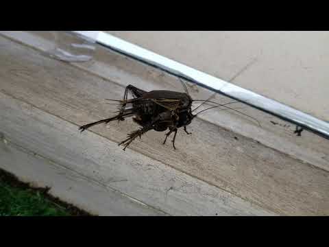 Field Crickets Mating