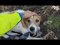 Bikers Rescue Dog Lost In Middle Of Nowhere | The Dodo