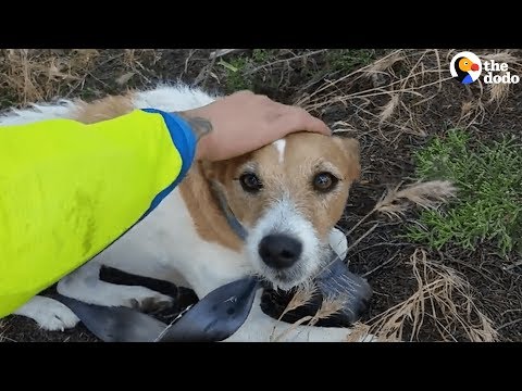 Video: Pet Scoop: Dog gaat voor hulp om verloren eigenaar te redden, Derek Jeter opent zijn pups